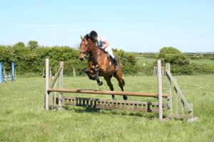 may2829horses 029 (2)